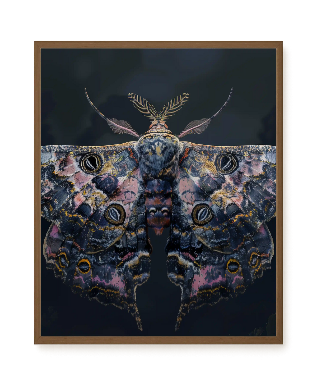 Night Moth Canvas Wall Art