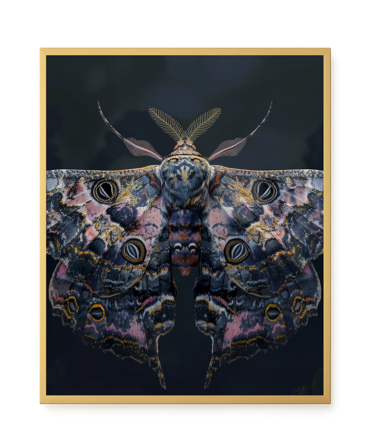 Night Moth Canvas Wall Art