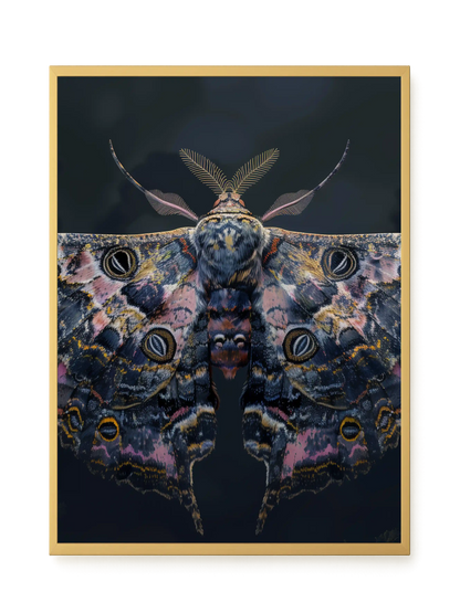 Night Moth Canvas Wall Art