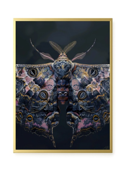 Night Moth Canvas Wall Art